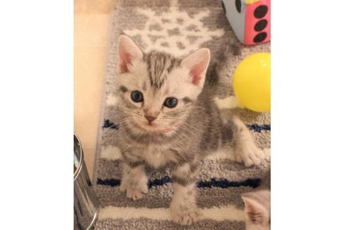 成約済の大阪府のアメリカンショートヘア-7443の7枚目